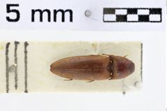 Foto (Dorsalansicht) von Podeonius kradungensis (NHMW-ZOO-COL-0011091)